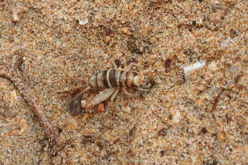 Réf. 302 301 : Gryllomorpha sp.